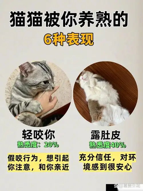 成年猫咪对主人的依赖程度，竟成电竞战队训练新玄学？